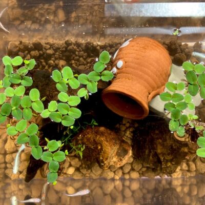 【メダカ日記】3日目、メダカとビオトープ