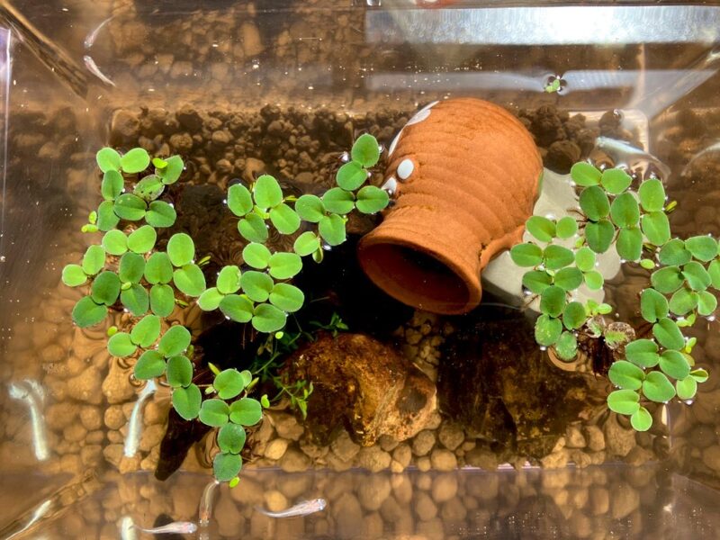 【メダカ日記】3日目、メダカとビオトープ