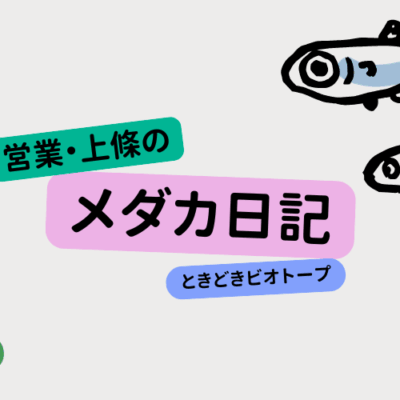【メダカ日記】1日目、メダカとの出会い。