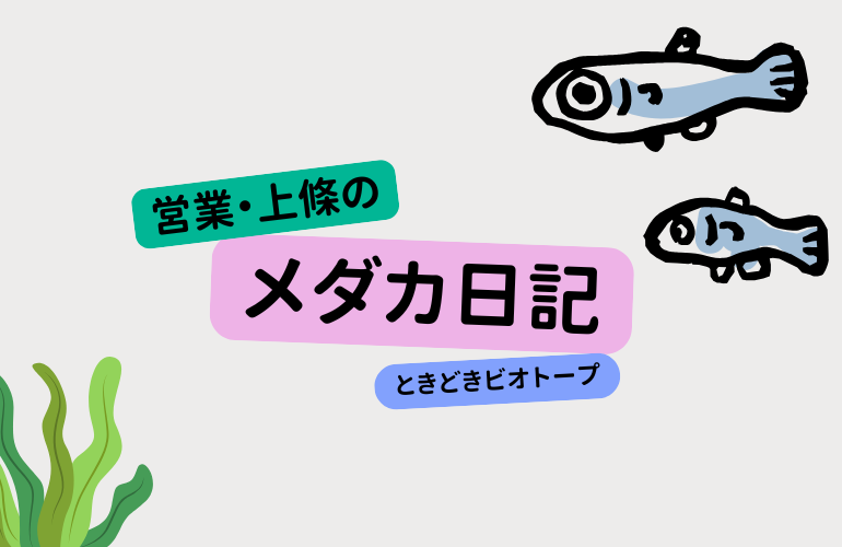 【メダカ日記】1日目、メダカとの出会い。