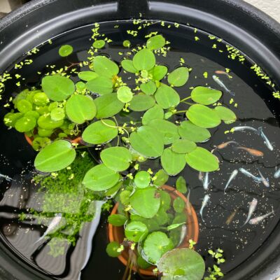 【メダカ日記】6日目、わが家のメダカ