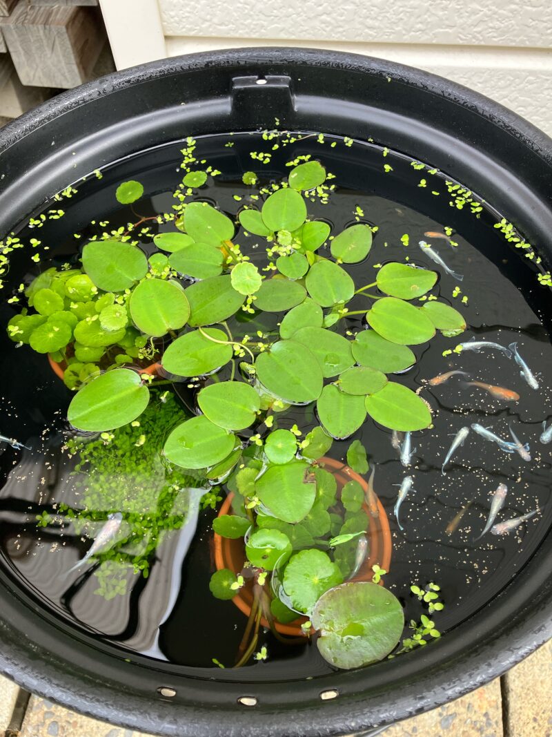【メダカ日記】6日目、わが家のメダカ