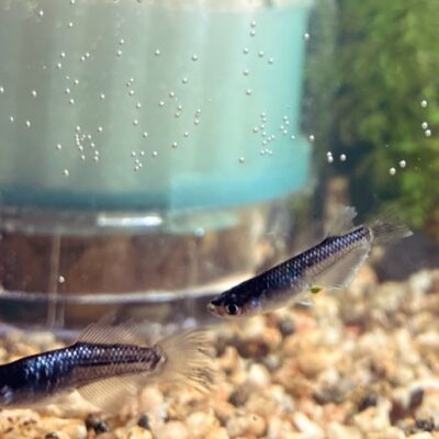 【メダカ日記】7日目、めだかふぇすin長野！