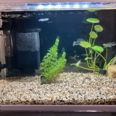 【メダカ日記】8日目、水槽ルール