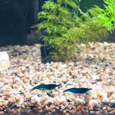 【メダカ日記】9日目、青いエビ