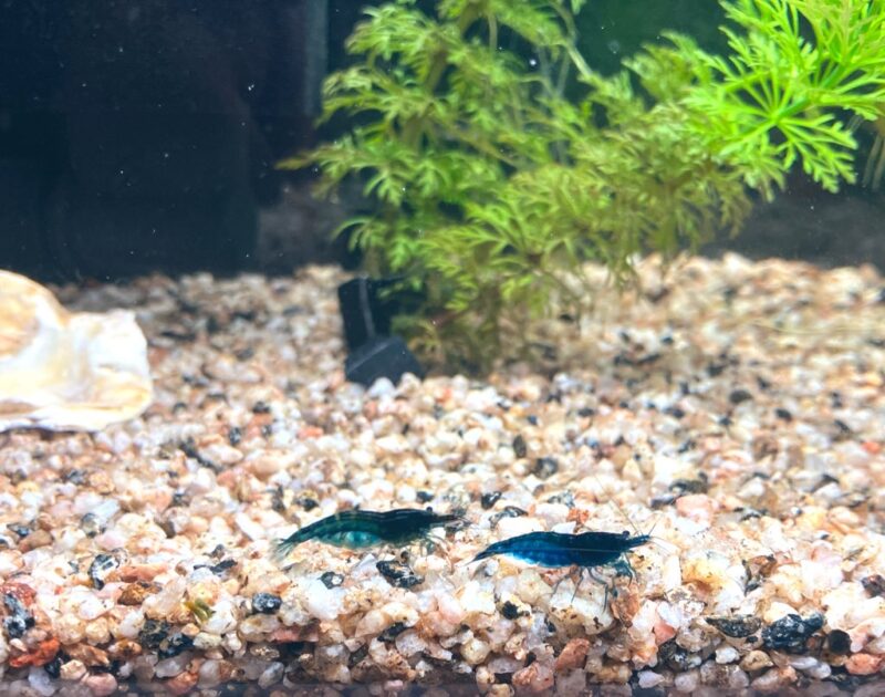 【メダカ日記】9日目、青いエビ