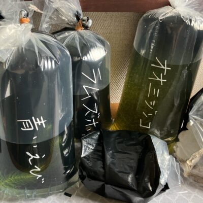 【メダカ日記】11日目、恐怖のボウフラ