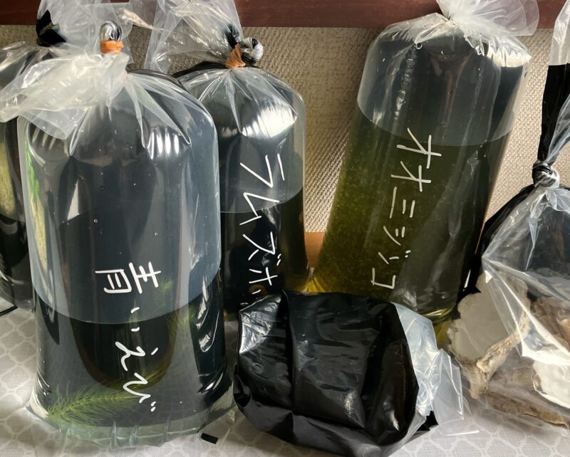 【メダカ日記】11日目、恐怖のボウフラ