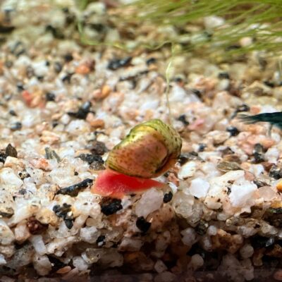 【メダカ日記】10日目、噂のラムズホーン