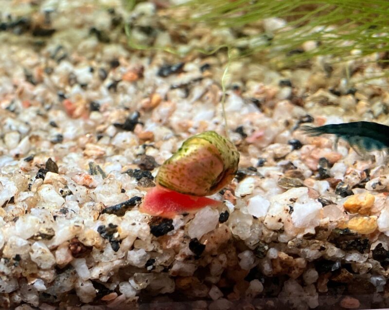 【メダカ日記】10日目、噂のラムズホーン