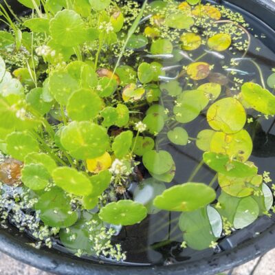 【メダカ日記】14日目、水草の繁殖…