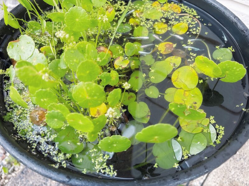 【メダカ日記】14日目、水草の繁殖…