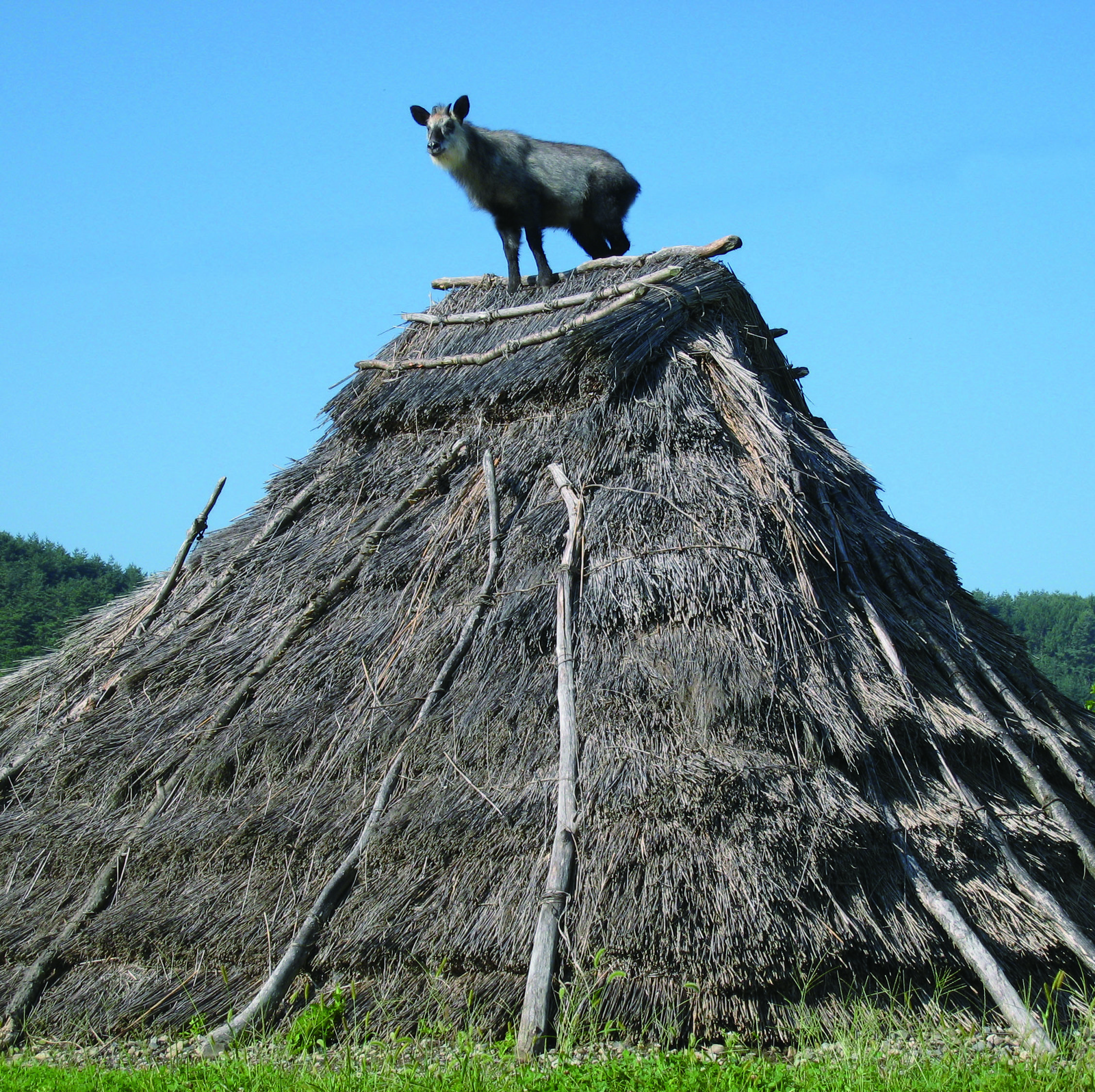 カモシカと復元住居.jpg
