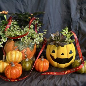 ハロウィンを楽しむ寄せ植え