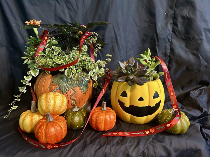 ハロウィンを楽しむ寄せ植え