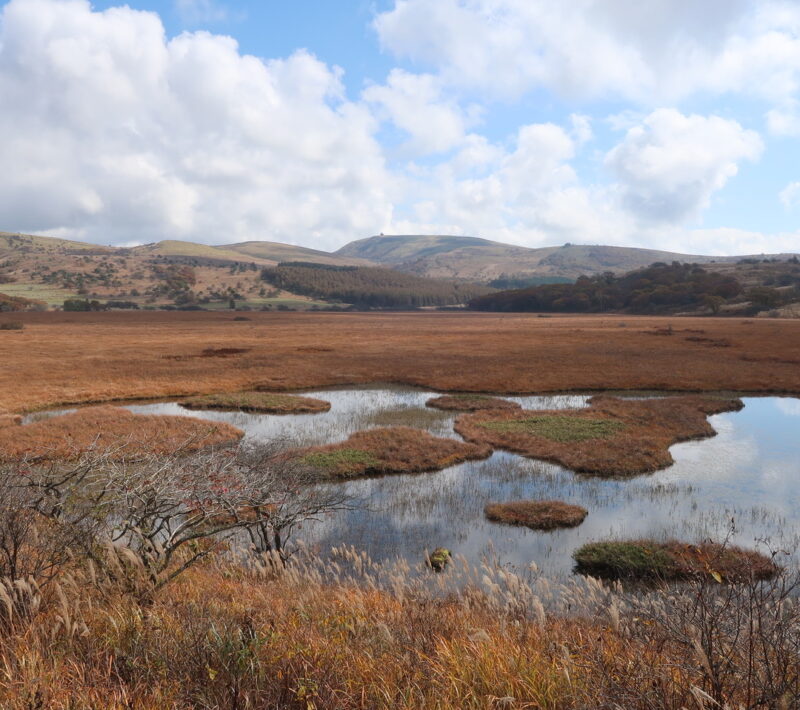 【子どもとお山歩12ヵ月】草紅葉とススキを眺めに。〜vol.7 八島湿原〜