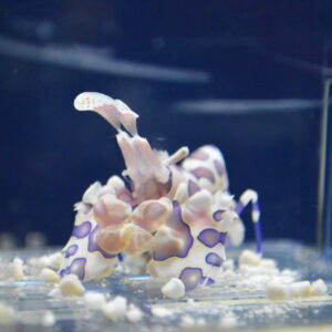 干支の魚・和の装い フリソデエビの晴れ姿