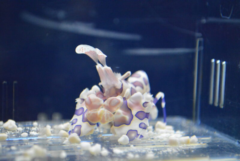 干支の魚・和の装い フリソデエビの晴れ姿