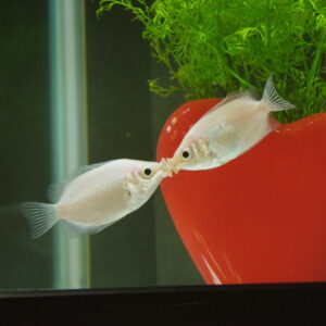 バレンタイン＆ホワイトデー