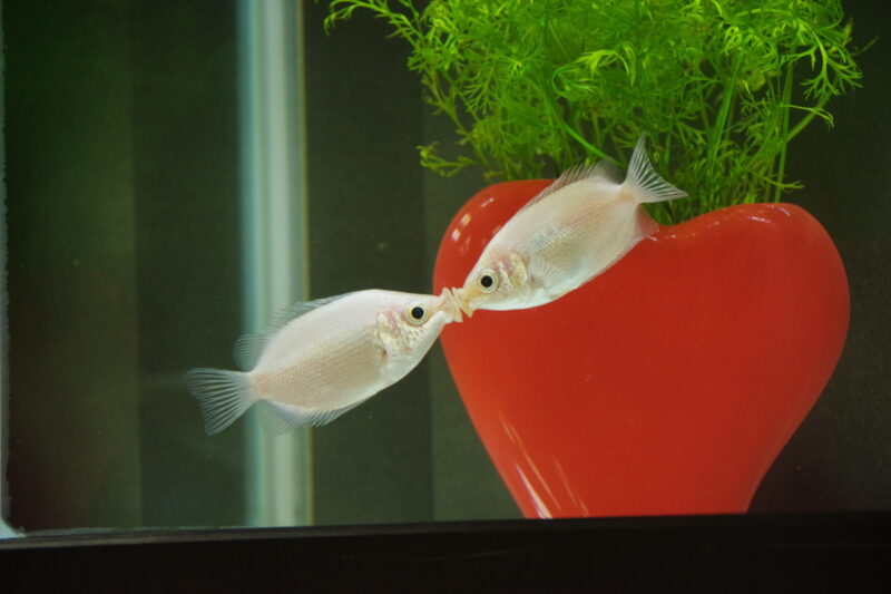 バレンタイン＆ホワイトデー