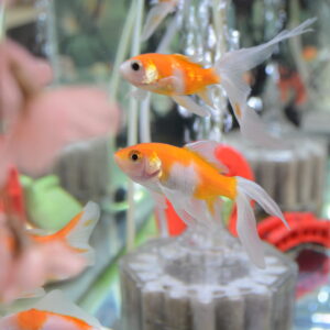 春爛漫桜金魚満開