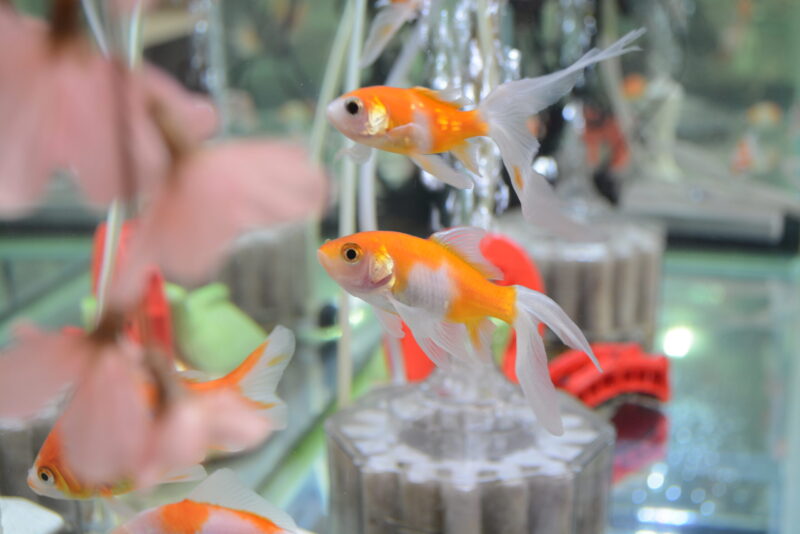 春爛漫桜金魚満開