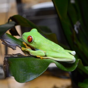 アルプスあづみの公園　あづみの学校理科教室特別展示「あめあめふれふれ　カエル展」