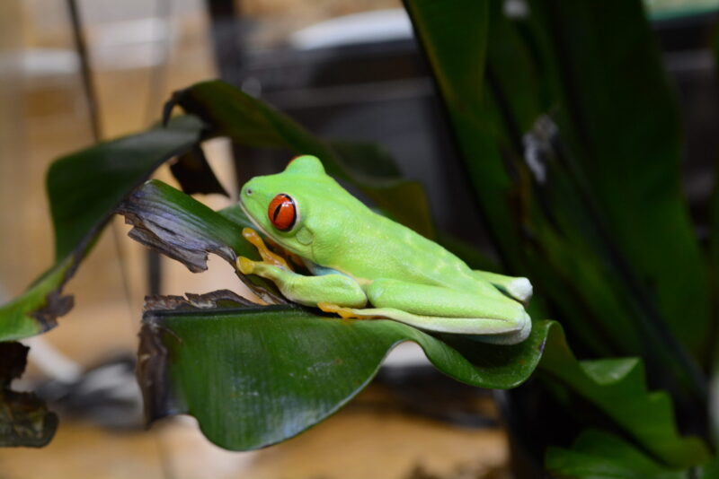 アルプスあづみの公園　あづみの学校理科教室特別展示「あめあめふれふれ　カエル展」