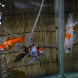 国営アルプスあづみの公園 夏休み特別展示「かわいいメダカと金魚ちゃん」