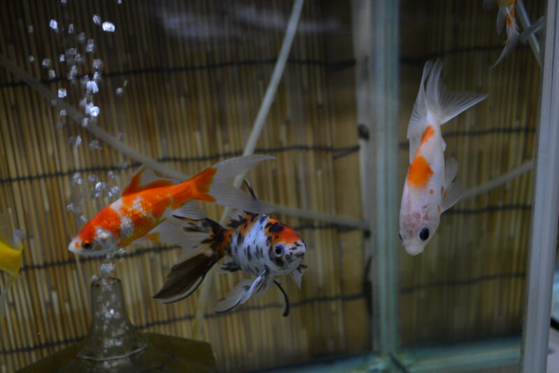 国営アルプスあづみの公園 夏休み特別展示「かわいいメダカと金魚ちゃん」